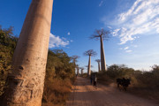 9 - Allée des baobabs